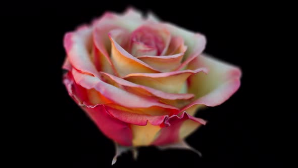 3D Looped Rose