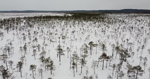 Winter Bog Landscape