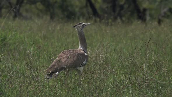 Kori bustard Walking On The Grassy Field In El Karama Lodge In Kenya - Wide Shot