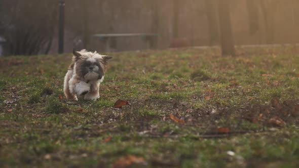 Playful Fuzzy Shitzu Dog Runs Along Green Meadow Slow