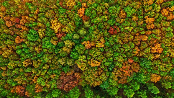 Top down view of autumn forest. Nature in Poland.