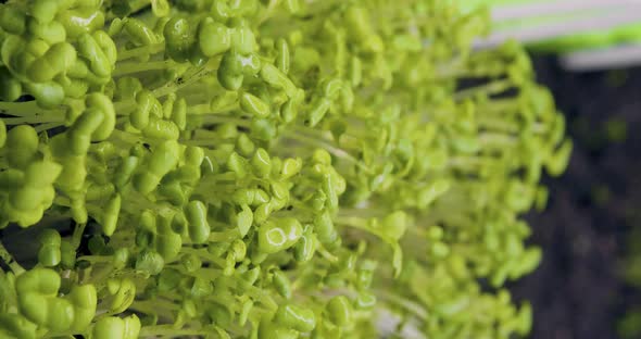 Sprouts of Greenery During Watering