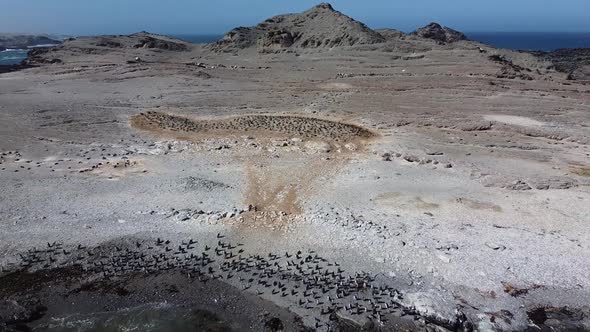 Drone footage of the penguin colony near the Luderitz city in Namibia