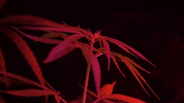 Cannabis plants growing in an indoor farm.