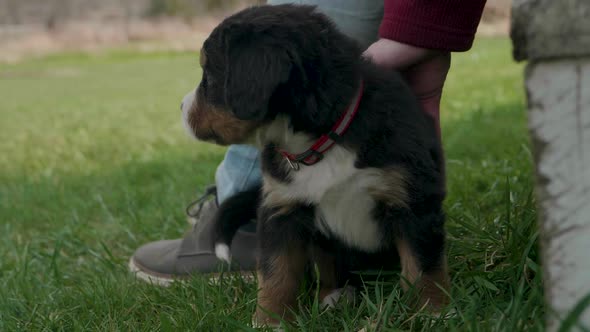 Man pets his burnese mountain dog puppy sitting in the grass