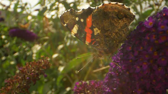 Closeup of Monarch Butterfly With Orange Markings On Top of Purple Flowers