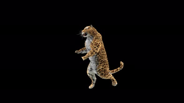 Leopard Dancing 4K