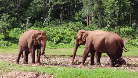 Two elephants eating while they look at each other in a field in slow motion.