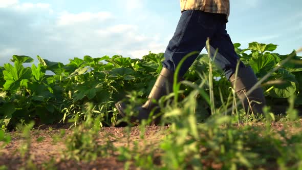 Side view of man farmer in rubber boots on a green field in the rays of the sun at sunset. Cultivati