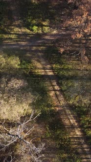 Vertical Video of an Autumn Forest During the Day