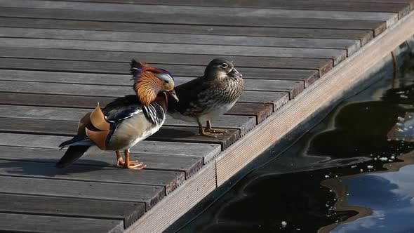 Mandarin Ducks at Sunny Pier