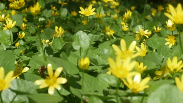 Beautiful Summer Flowers