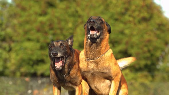 Belgian Malinois dogs barking, Ultra Slow Motion