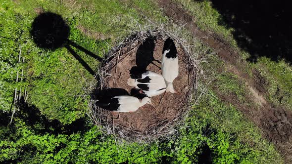 Storks Nest with Chicks