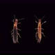 Relic Insect Embia Savignyi Under a Microscope Male - VideoHive Item for Sale