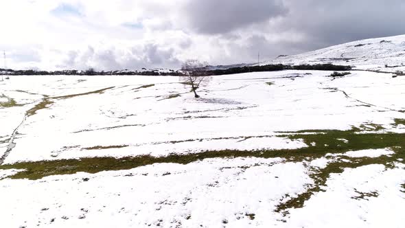 Alone Tree on Snowy Mountain