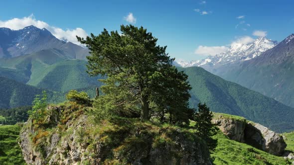 Pine Tree on Rock in High Mountains