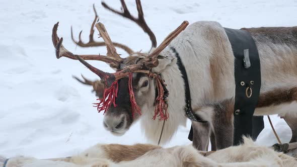 Couple of Reindeer in Harness in Winter Day