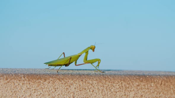 The Green Praying Mantis Crawling on a Concrete Stand on the Street