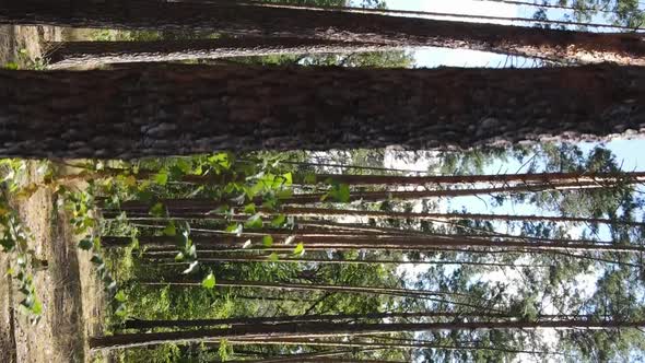 Vertical Video of Green Forest By Day