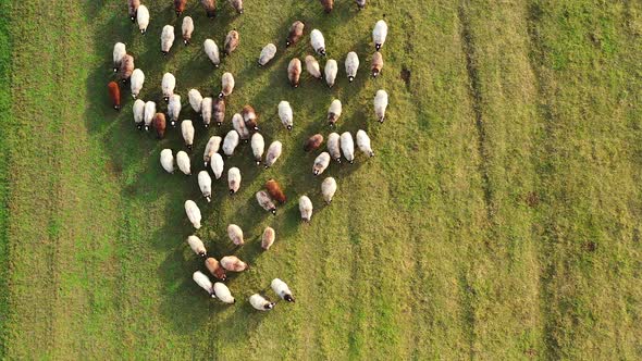 Sheep on the meadow moving. White and brown sheeps walk in the countryside