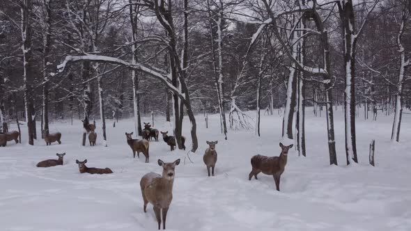 elk herd hiding in forest during winter snow storm