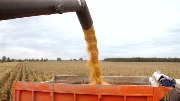 harvester pours corn grain