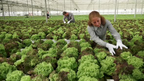 Female Farmer Working in a Greenhouse with Modern Irigation