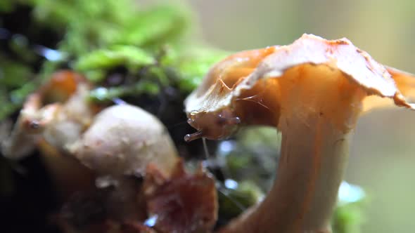 A Slug Eats Orange Mushroom in the Forest