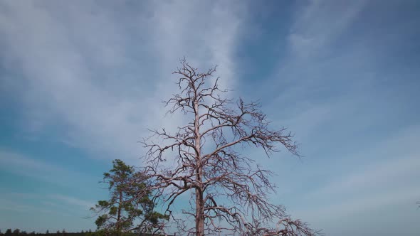 Silhouette of a Dead Tree Against the Sky