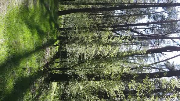 Vertical Video of Green Forest During the Day