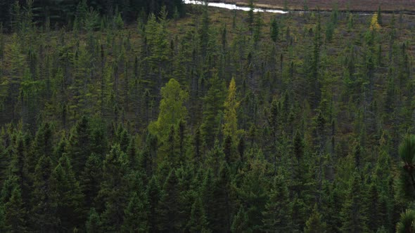 beautiful view over typical canadian countryside landscape with colorful autumn forest in Algonquin