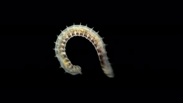 worm Nais sp. under a microscope, Family Naididae, a class of Oligochaeta