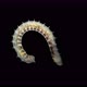 worm Nais sp. under a microscope, Family Naididae, a class of Oligochaeta - VideoHive Item for Sale