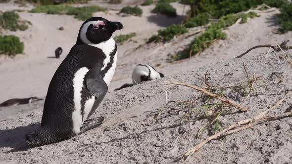 Close Up Shot of African Penquin Seen Ashore