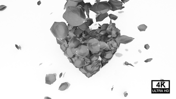 Black & White Petals Heart 4K