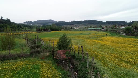 Aerial View of Yellow and Green Farmers Fields in Spring