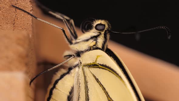 Papilio machaon, the Old World swallowtail butterfly takes its tongue out