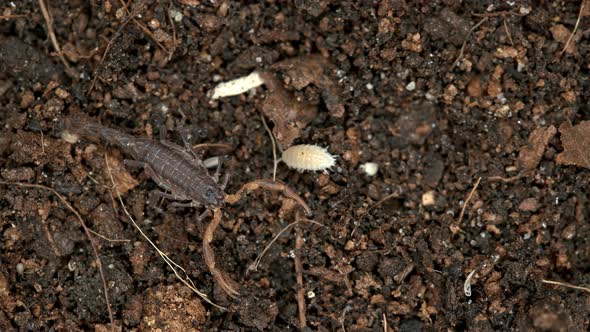 Parthenogenetic Scorpion Lychas Tricarinatus, Family Buthidae, Distributed in India
