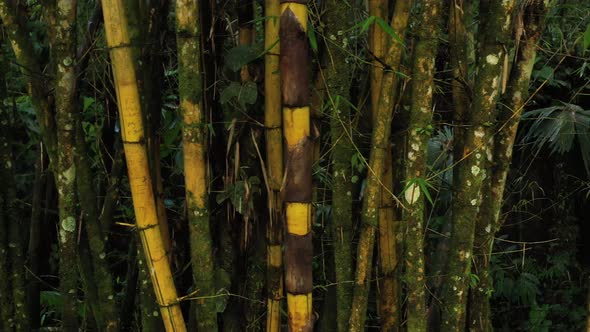 A video clip showing many yellow and green bamboo that are covered in moss and lichen