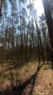 Vertical Video of the Forest Landscape Slow Motion