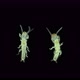 Newly Born Relic Insect Nymph Embia Savignyi Under a Microscope - VideoHive Item for Sale