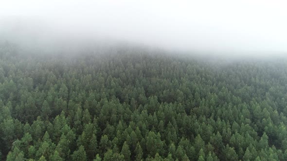 Rain Forest Aerial View