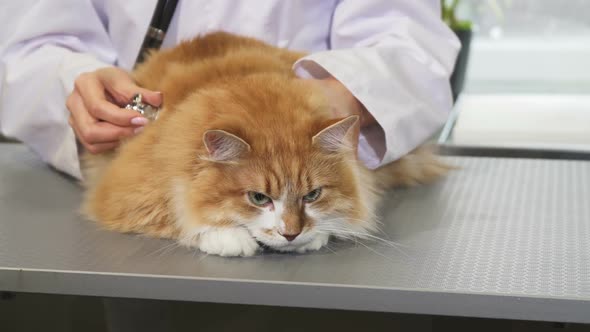 Cropped Shot of a Fluffy Ginger Cat Being Examined By a Professional Vet