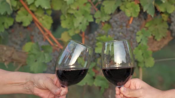 Red wine toasting glass, toast in vineyards field background Wine tasting