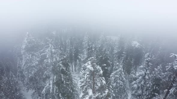Aerial  Shot Beautiful Winter Mountain Landscape Snow Capped Pine Forest Fog