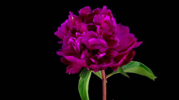 Pink Peony Flower Blooming