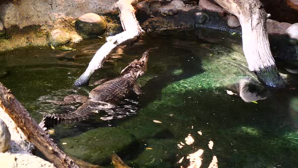 Wild Caiman Alligatoridae resting in clear water of zoo outdoors in sunlight