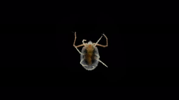 Clover Mite Genus Bryobia Under a Microscope Family Tetranychidae