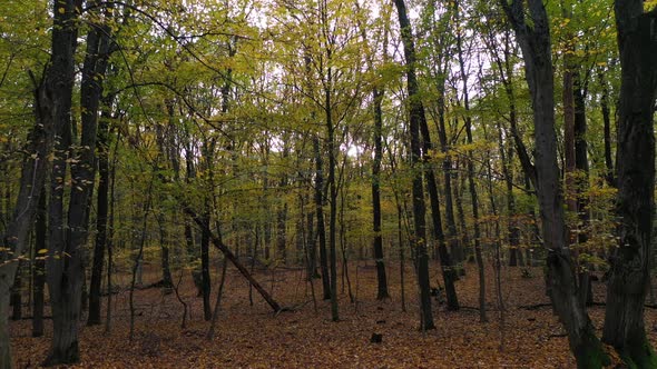 Autumn Forest and Leaves on the Ground